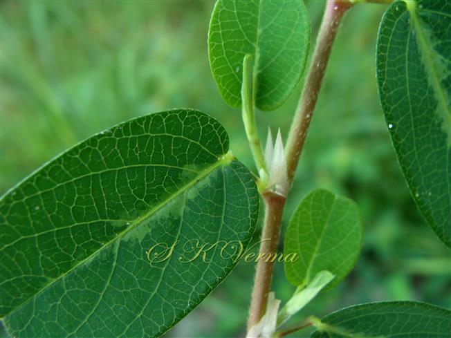  Stipules